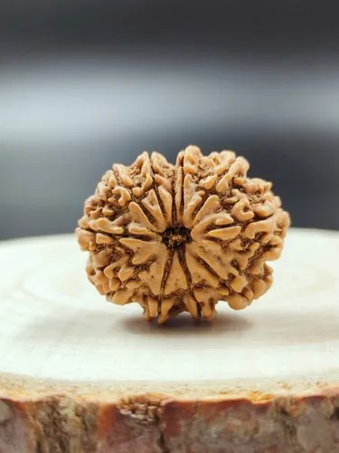 10 MUKHI RUDRAKSHA - Image 2