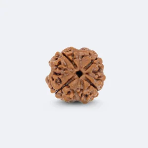 4 MUKHI RUDRAKSHA