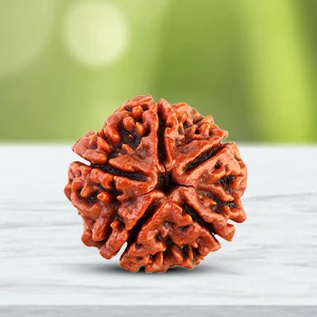 5 MUKHI RUDRAKSHA - Image 2
