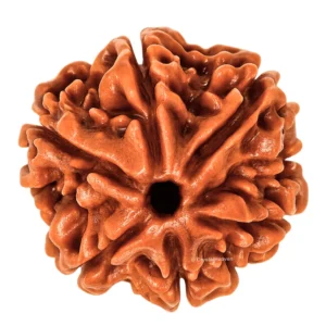 6 MUKHI RUDRAKSHA