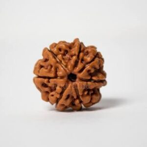 7 MUKHI RUDRAKSHA