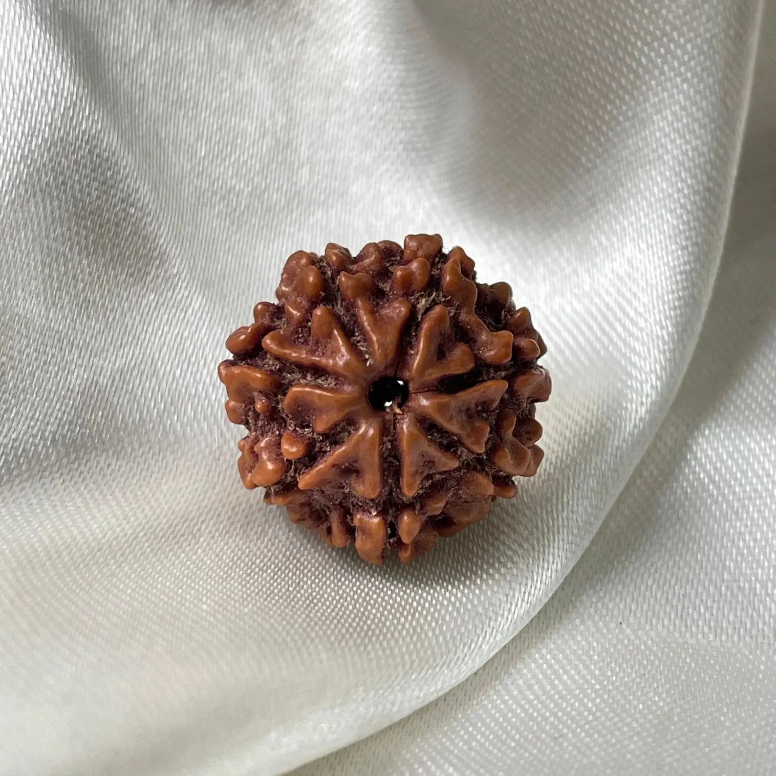 7 MUKHI RUDRAKSHA - Image 2
