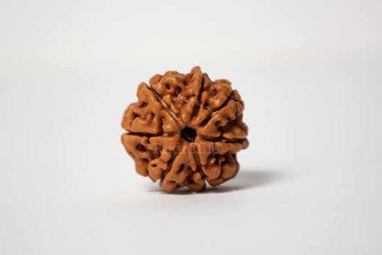 7 MUKHI RUDRAKSHA