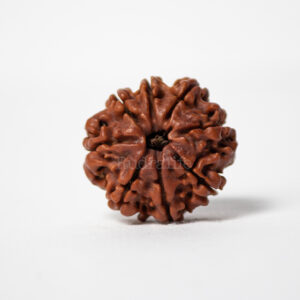 8 MUKHI RUDRAKSHA