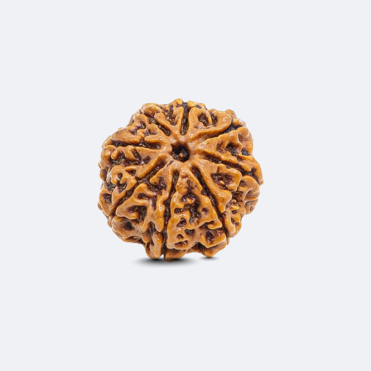 8 MUKHI RUDRAKSHA - Image 2