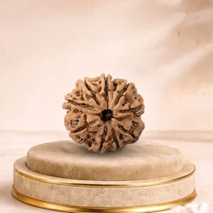 9 MUKHI RUDRAKSHA