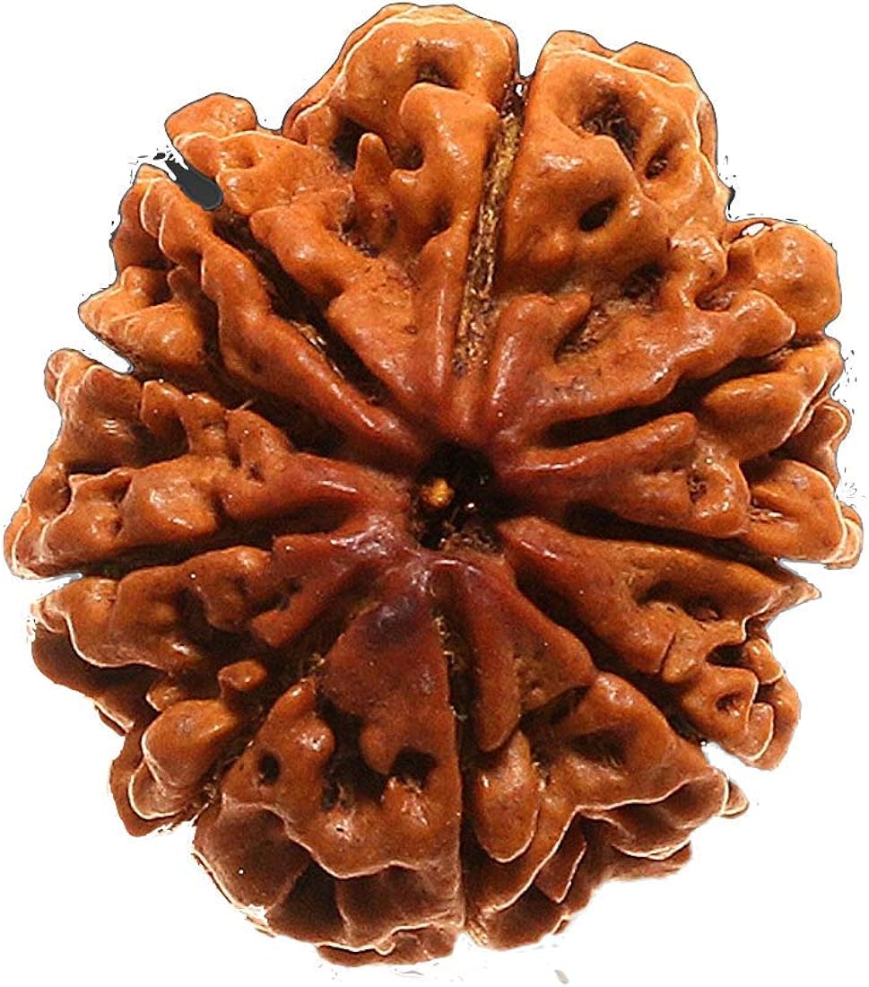 9 MUKHI RUDRAKSHA - Image 2