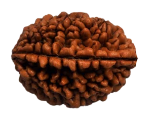 1 MUKHI RUDRAKSHA